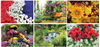 GARDEN SPLENDOR WALL CALENDAR SPIRAL